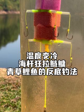 秋冬海杆钓大鱼的方法,鲢鳙,青草鲤鱼狂拉不停