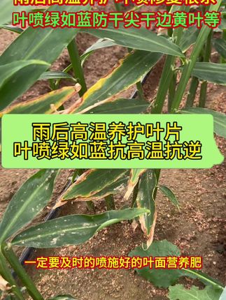 雨后高温养护叶片修复根系,叶喷绿如蓝,防干尖干边生理性黄叶等问题#绿如蓝 #元宝姜双片姜用金妙释 #姜娃娃防治各种黄苗