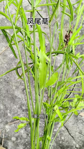 农村随处可见的凤尾草!4组对症搭配解决多种小毛病 #弘扬传承传统中医文化 #创作者中心 #创作灵感