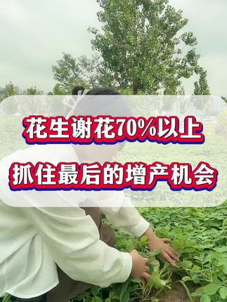 花生谢花70%后,抓住最后的增产机会#花生种植 #花生高产 #花生膨大粒粒饱 #种植小技巧 #三农种植