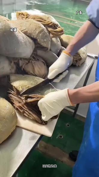 新鲜黑牛肚毛肚底板丝,火锅食材#毛肚 #毛肚丝