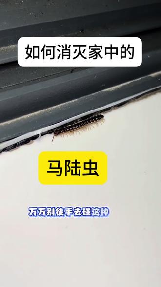 万万别徒手去碰这种虫子,危害性远超你的想象!它就是马陆虫,也叫千足虫。
马陆常年栖息在阴暗潮湿角落,喜欢群居扎堆,阴雨天气大量出没,繁殖速度惊人,短时间就能成群扩散。
自身带有浓重异味,受惊吓会分泌刺激性体液,接触皮肤极易过敏红肿,身上携带多种细菌,爬进室内污染家居物品,
日常清扫根本起不到作用,虫卵全都藏在墙体缝隙、地砖角落以及花盆泥土里,清理过后很快又会大批量滋生,反反复复特别顽固。可使用这款专用杀虫剂,对准花盆周边、墙体缝隙均匀喷洒,药液渗透性强,能够深入藏匿角落。药剂无色无味,家里有小孩和宠物也能使用。#马陆虫 #马陆虫专用杀虫剂 #千足虫 #千足虫杀虫剂 #呋虫胺杀虫剂