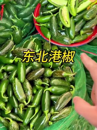 能吃辣的你就来尝尝咱东北的小港椒,嘎嘎脆嘎嘎辣!#辣椒 #口感特别好 #优质农特产 #强烈推荐