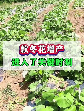 款冬花种植进入了关键时刻,款冬花壮根促花苞增产技巧! #款冬花种植 #款冬花 #款冬花种植技术 #中药材种植 #药材种植技术