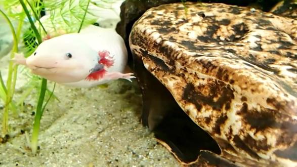 美西螈:永生的代价 人类用我的痛苦推动了现代医学的发展 #动物世界 #美西螈 #一代人有一代人的动物世界 #大自然 #动物解说