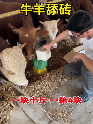 牛羊舔砖 #牛羊养殖 #自繁自养 #养殖好帮手 #好东西一起分享 #养殖户