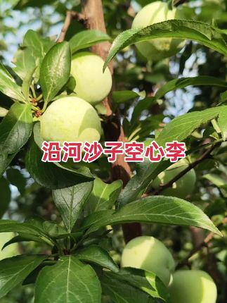 #应季水果 #李子水果脆甜 #新鲜李子 沿河沙子空心李熟了#助农水果 #上热搜 贵州李子