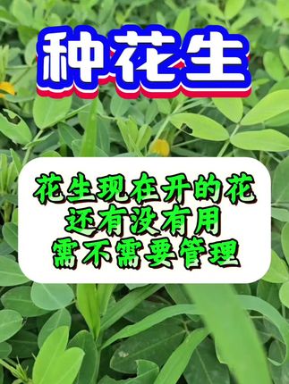 花生现在开的花还有没有用?#花生种植 #花生高产 #种花生 #花生种植管理技术 #花生高产种植