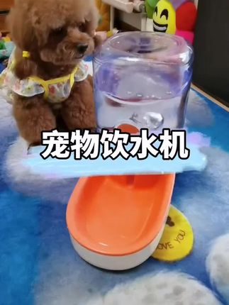 夏天狗狗都好能喝水 吨吨吨!#萌宠好物 #科学养宠攻略 #柯基 #狗狗 #萌宠