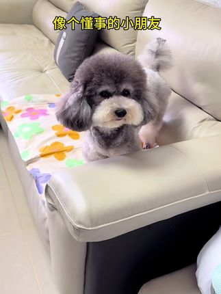 能听懂麻麻说话的小孩子,又到了该驱虫的时间了,给狗狗驱虫是为了预防和清除体内外寄生虫。寄生虫会夺取营养,导致狗狗营养不良、贫血,还可能引发皮肤病、肠胃疾病,甚至传播给人类(如弓形虫、蜱虫传播的病菌)。定期驱虫能保护狗狗健康#萌宠好物 #狗狗#宠物驱虫 #我家毛孩子