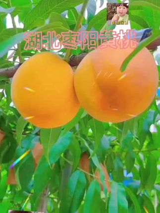 #创作灵感 #原创作品 #抖音助农扶农 #原创视频 #日常分享 @DOU+上热门 @DOU+小助手 @抖音创作小助手 @上热门🔥🔥🔥