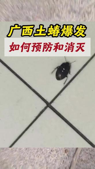 广西土蝽爆发,如何预防和消灭。 广西雨季高发!大量土蝽成群入户,切记不要徒手触碰。近期广西持续降雨、环境潮湿,土蝽大量从泥土中迁出,夜间趋光性极强,极易通过门窗缝隙、墙角空隙飞入室内,聚集在窗台、墙面和地板角落。土蝽受惊扰后会分泌难闻臭液,气味持久难消散;同时虫体携带细菌,接触皮肤易引发红肿、瘙痒、过敏,直接拍打还会让臭味扩散、污染家居环境。防护处理建议:
1.夜间减少室外灯光,关好门窗减少虫子飞入;
2.不在家中徒手抓拍土蝽;
3.在门窗缝、墙角等土蝽活动区域,喷洒专用杀虫剂,快速灭杀成虫,形成长效驱虫屏障,杜绝土蝽反复入户。#土蝽 #土蝽杀虫剂 #土蝽怎么消灭 #广西土蝽爆发 #土蝽虫对人体有害吗