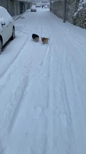 莱州的第一场大雪#烟台初雪