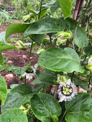 #养根护根#增强树势#百香果用肥#百香果种植#农业种植
