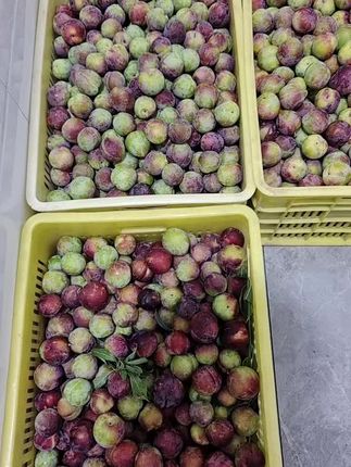 夏日解渴就吃这李子!脆甜多汁太爽了 今天下午去果园里摘了两箱水果给大家尝一尝!喜欢吃的家人们点击小黄车下单吧!!#谁懂这座城的好吃程度#周笔畅拉宏给蔬菜花写歌#跟着洪剑涛开启新疆逛吃之旅#总有一种味道能让你想起故乡#这碗小鸡蘑菇面太有云南味了