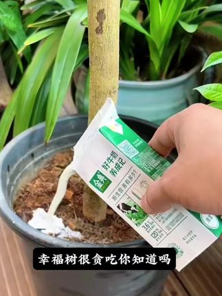 幸福树的求救信号,能看懂的都是养幸福树高手 #养花小知识 #幸福树 #室内盆栽 #无限回购的宝藏单品