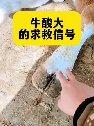 #养牛人#牛羊养殖 #科学养牛 #养牛技术 #三农养殖