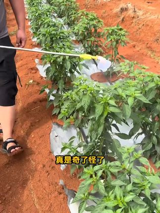 茄子、辣椒、黄瓜、西瓜、甜瓜等各类蔬菜瓜果,幼苗僵苗黄叶不长了,赶紧用上焕生复壮素去喷。#茄子种植 #辣椒僵苗 #辣椒种植 #焕生复壮素 #蔬菜种植