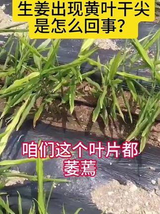 解决黄叶干尖干边 #生姜种植 #昌邑大姜 #阳帆速绿 ,45元一套一亩地.解决生姜黄叶干尖干边问题