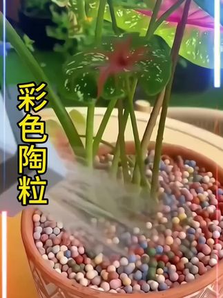 #杨紫 牡丹之下是更美的牡丹 #彩色小陶粒铺面防尘防溅 #彩色陶粒美观防虫保水保肥 #家庭种植 #花卉养护