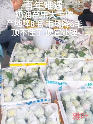 #一口掉进水果味的夏天#芭乐#原产地#超便宜超划算 #优质农产品