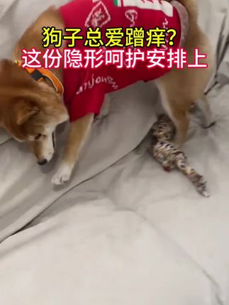 家里养狗的朋友,这份隐形呵护一定要给你家狗狗安排上#狗狗 #养狗人 #萌宠 #狗是人类最忠诚的朋友 #荟盛荟清清