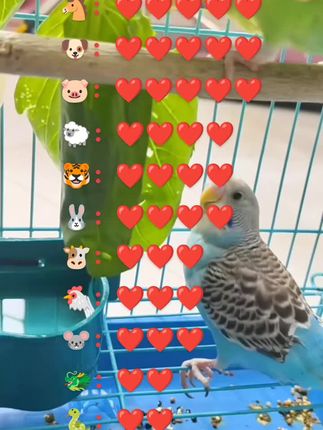 #俩只小可爱 鹦鹉🦜