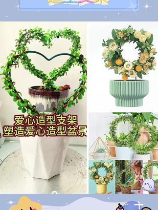 #爱心造型支架#金枝玉叶盆景造型。#无限回购的宝藏单品。