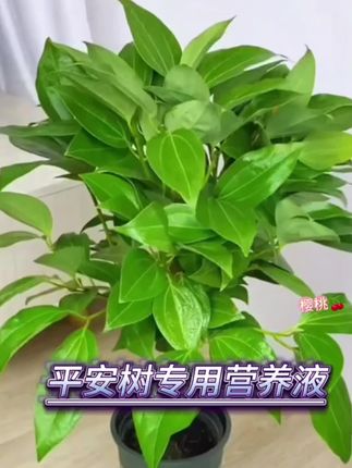 平安树专用肥料营养液盆栽植物室内绿植养花卉通用型#种植小技巧 #植物养护技巧 #爱生活爱养花 #养花通用肥料 #室内盆栽