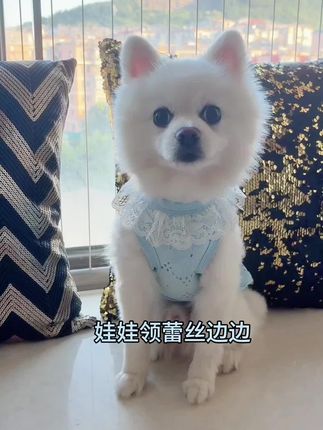 好软好舒服的小面料 #萌宠推荐官 #养狗日常 #毛孩子也是孩子 #宠物衣服 #也太可爱了吧