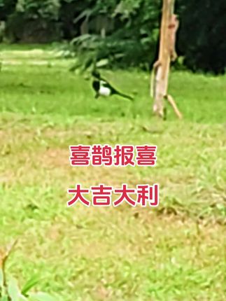 #喜鹊报喜 #大吉大利 #爱护大自然保护野生动物 #实地拍摄