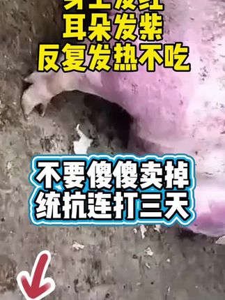 养猪#猪牛羊养殖#养殖技术服务