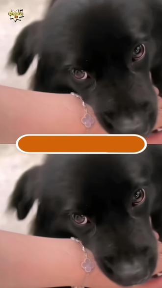 猫狗界的咬手礼#猫 #狗 #咬手礼