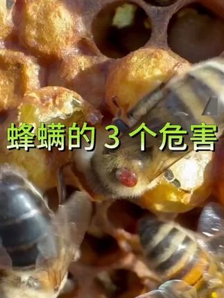 蜂螨削弱蜂群:成螨寄生在工蜂、雄蜂体表,持续吸食体液,导致蜜蜂采集力、哺育力下降,蜂群整体群势快速衰弱。#养蜂人 #养蜂 #我是养蜂人 #养蜂技术分享 #蜜蜂养殖