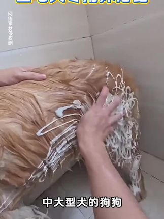 金毛专用沐浴露赛级洗护留香宠物洗澡大桶香波浴液狗狗用品干净,#好物推荐分享 #宠物用品 #可爱萌宠 ,养狗狗人必备品