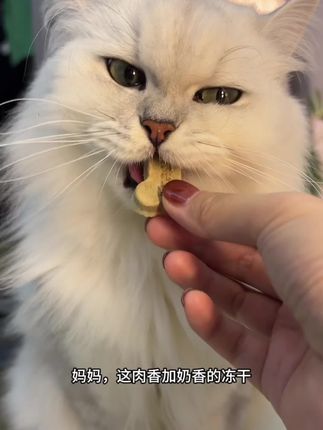 高原耗牛和新西兰贻贝做的冻干,哐哐炫的同时还能强身健体#吃货猫 #萌宠好物 #太好吃了 #喂猫 #宠物食品