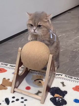 不要再说我们胖了,已经在努力运动了!#记录猫咪日常 #萌宠出道计划 #小咪会赶走你一天的疲惫 #爱运动的猫 #可爱到爆炸💥