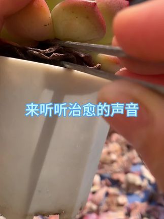 来听听治愈的声音!
