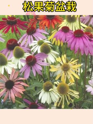 #松果菊 #松果菊盆栽 #盆栽花卉 松果菊盆栽 阳台庭院花镜植物花卉 多年生宿根耐热耐寒花期长好养#植物花卉 #盆栽植物