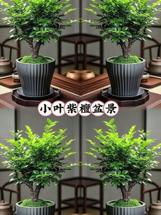 精选小叶紫檀盆景,帝王之木的韵味尽显。书房茶室,添一抹雅致风光。四季常绿,枝叶繁茂,展现勃勃生机;古朴典雅,韵味十足,彰显家居雅趣。匠心选材,成活率高,枝干挺拔有力,观赏价值极高。即刻为您的空间注入一份高端雅致!#小叶紫檀盆景# #花卉绿植# #园艺生活#
