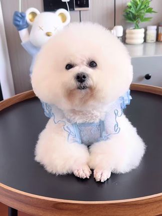 这个穿上好看舒适还带牵引的网纱小裙子,轻薄柔软又透气,在家当个空调服真挺好,最大可穿到130斤#宠物衣服