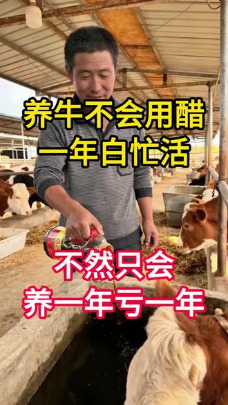 养牛不会用醋,一年到头白忙活#养牛技术 #养牛致富 #养牛人的生活