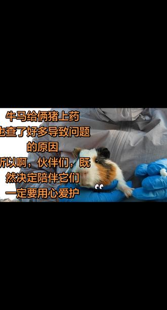 #荷兰猪也太可爱了吧 #真菌感染 #可爱小猪
给俩猪抹了药,放回草地,知道问题的原因,我会把草地的环境换一下,再补充的维C
还有一件大事情,猪妹升级了,怀宝宝了
我是又开心又担心,多搜搜注意事项,把它照顾好🤣🤣
