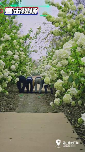 线上售票渠道已开通,抓紧囤票#黄花风铃#绣球花#打卡