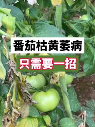 只需要一招,枯萎病不再来#西红柿种植 #西红柿种植技术 #西红柿管理