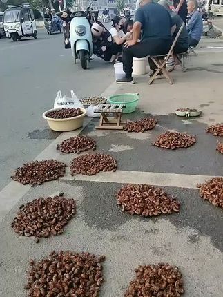 #知了猴 #农村特色美食 #金蝉 #优质农产品 #抖音农产品