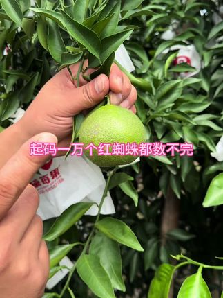 明年你们还要早套袋不#三农 #果园管理 #柑橘种植 #柑橘
