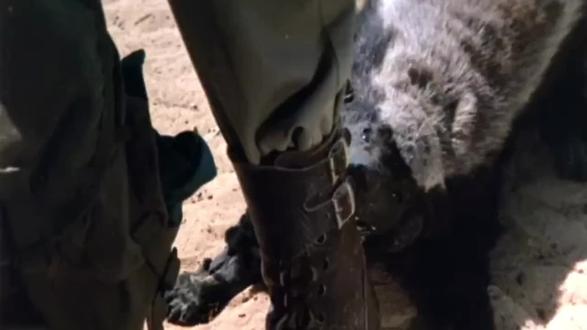 平头哥的脾气到底有多倔强?为了复仇,追人追到自己中暑晕倒!#动物 #纪录片 #解说