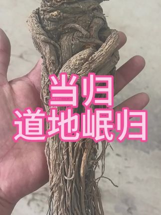 当归,岷归原条#珍贵药材 #我为家乡农产品代言 #新农人创业