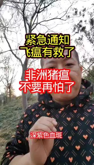 非洲🐖温有救了#养猪#养猪人加油#养猪人不容易